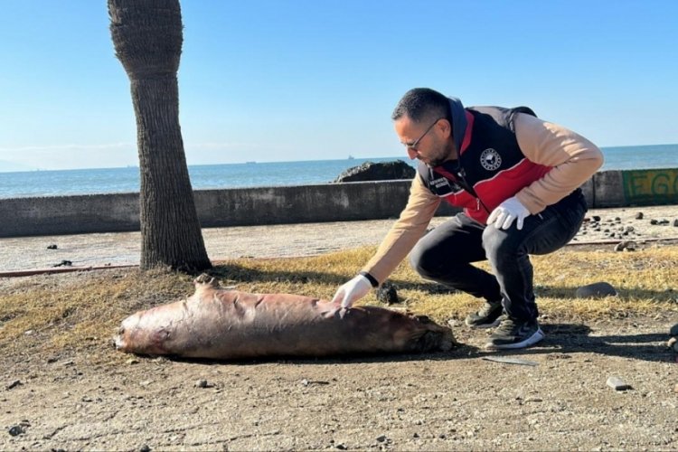 Hatay sahilinde &ouml;l&uuml; Akdeniz foku bulundu