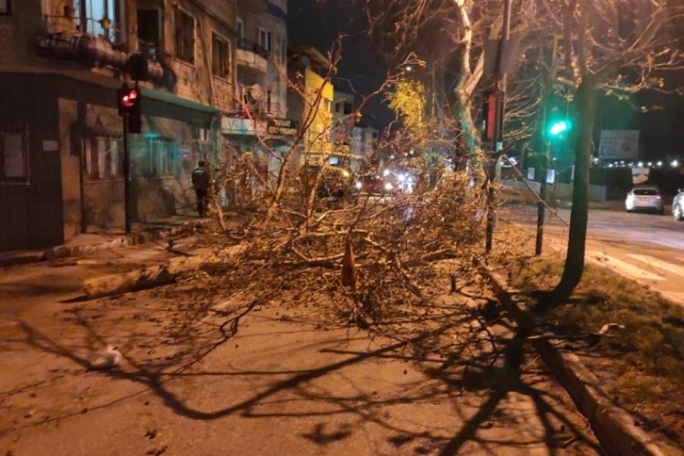 Bursa'da devrilen ağa&ccedil; yolu trafiğe kapattı