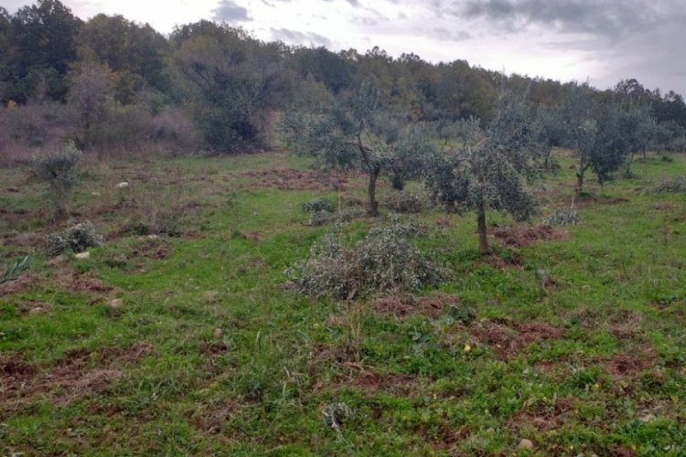 Bursa'da ayılar zeytin tarlasını talan etti!