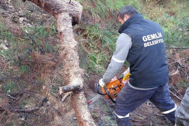 Bursa Gemlik'te felaketin yaraları sarılıyor