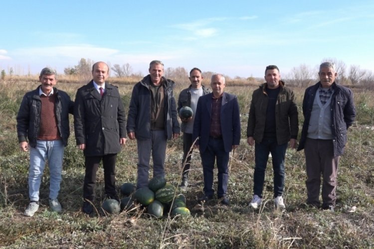 Iğdır'da karpuz hasadı yapılıyor
