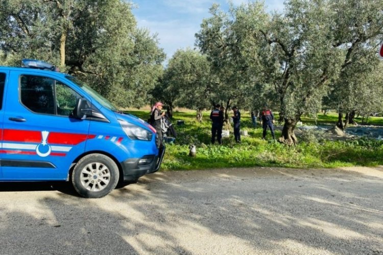 Bursa'da jandarma ekipleri zeytin hırsızlığı olaylarına karşı teyakkuzda...