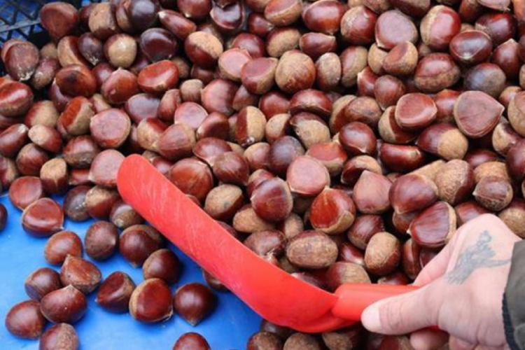Kestane kilosu 150 TL'den pazarda yerini aldı
