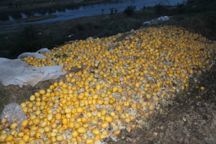 Adana'da tonlarca limon dere yatağına d&ouml;k&uuml;ld&uuml;