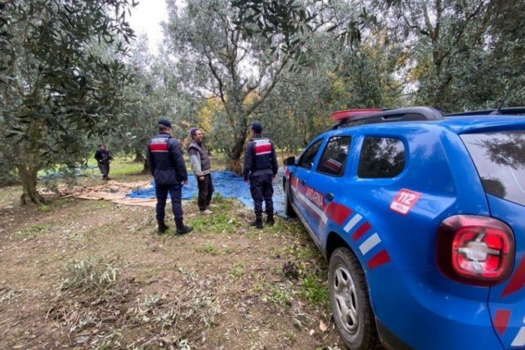 Bursa'da zeytin hırsızlarına karşı jandarma tedbir aldı