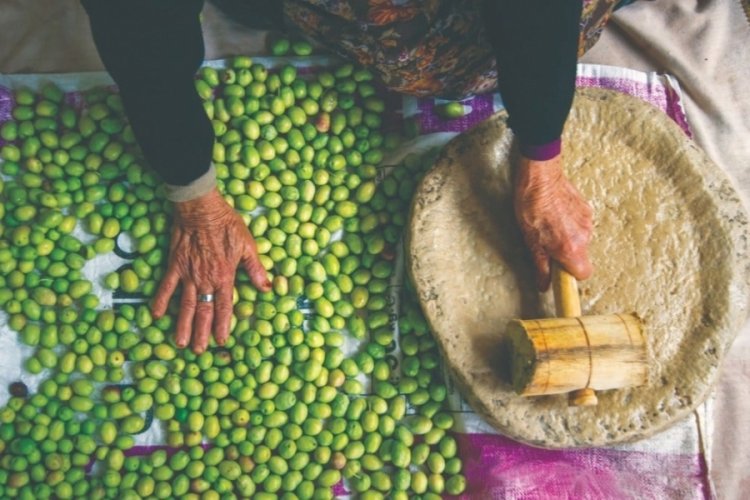 Geleneksel zeytin yetiştiriciliği UNESCO korumasında