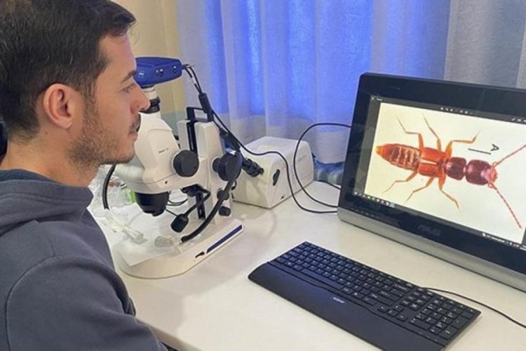 MCB&Uuml; Alaşehir Meslek Y&uuml;ksek Okulu'nda yeni bir b&ouml;cek t&uuml;r&uuml; bulundu