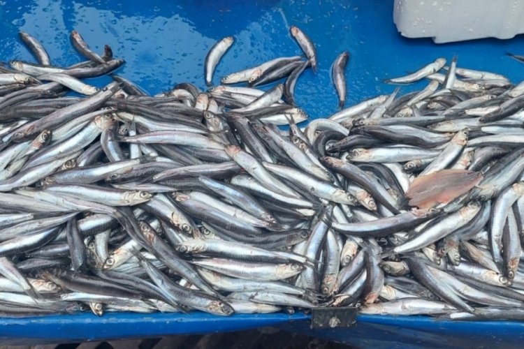 Tekirdağ'da fırtına hamsi fiyatlarını y&uuml;kseltti