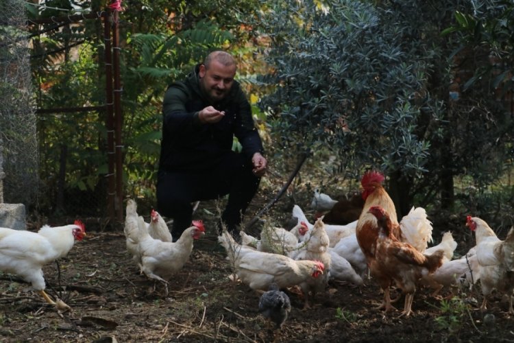 &Ccedil;iftliğe musallat olan tilkinin tavuğu kovaladığı anlar kamerada!