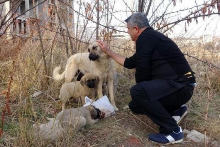 Yozgat'ta anne k&ouml;peğin şefkati!