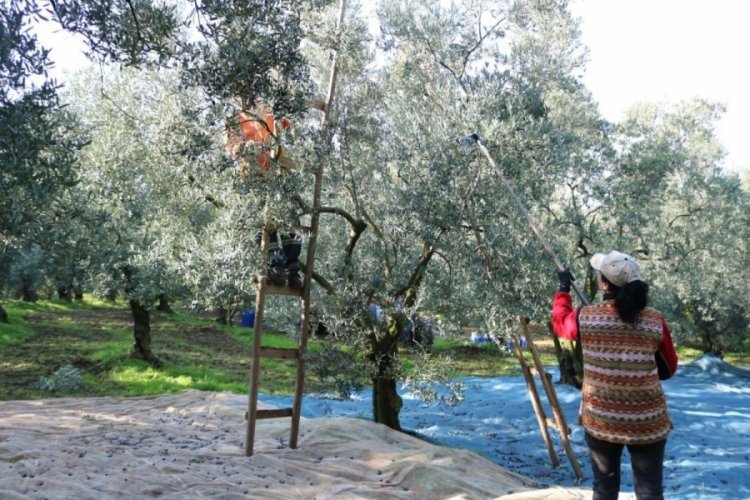 Marmarabirlik'ten 332 milyon TL &ouml;deme