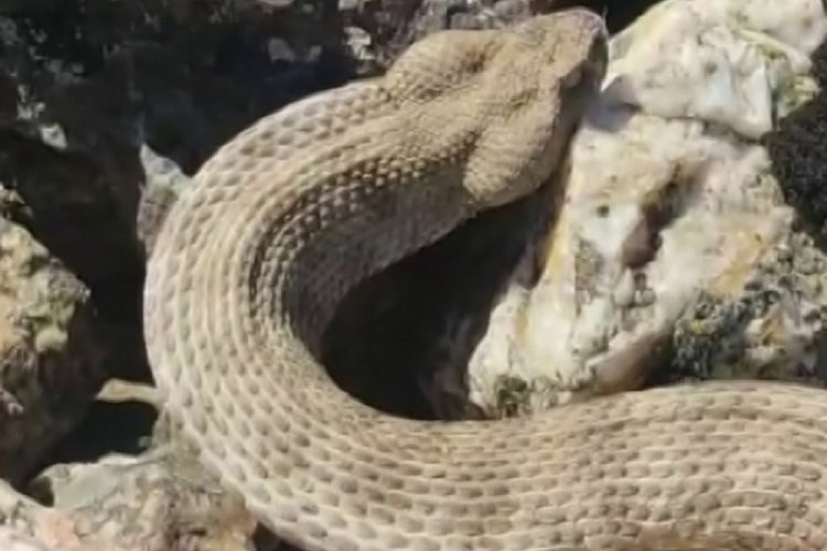D&uuml;nyanın en zehirli yılanını kedi sever gibi sevdi