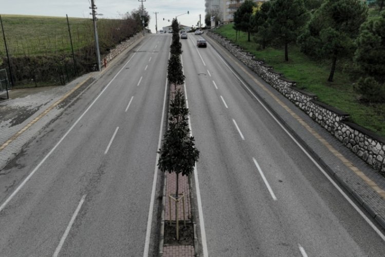 B&uuml;y&uuml;kşehir Belediyesi, yolları manolya ağa&ccedil;larıyla donatıyor