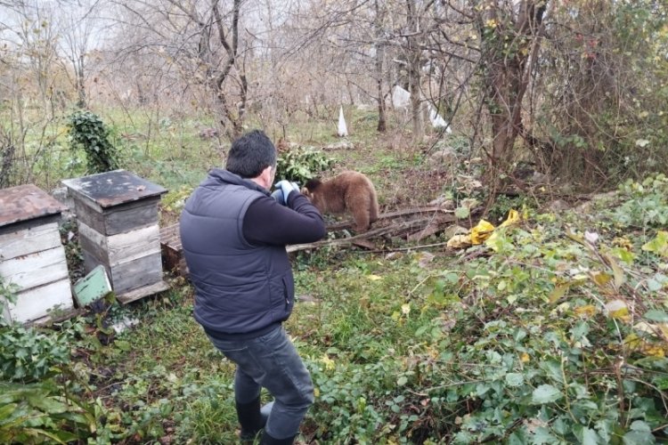 Bartın'da bah&ccedil;e teline takılan yavru ayı kurtarıldı