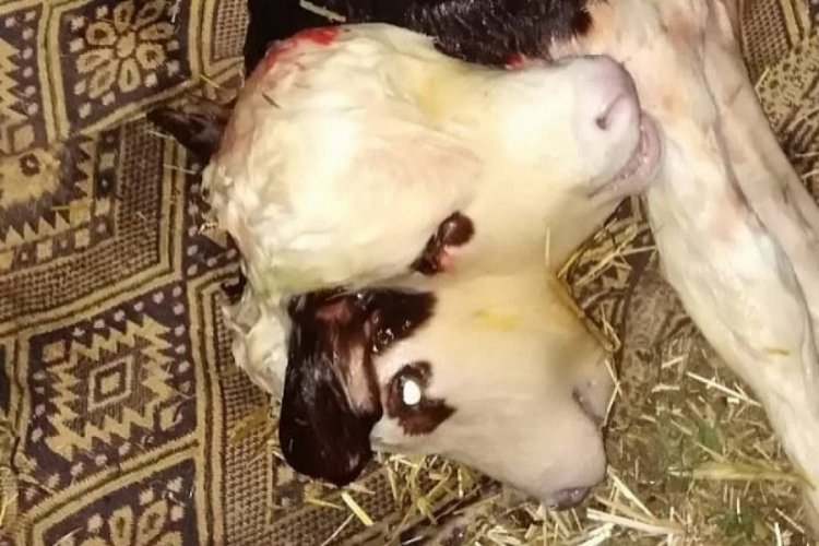 Tokat'ta &ccedil;ift başlı buzağı d&uuml;nyaya geldi