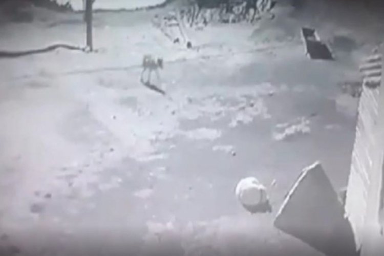 Kars'ta a&ccedil; kalan kurt k&ouml;peği s&uuml;r&uuml;kleyerek g&ouml;t&uuml;rd&uuml;!