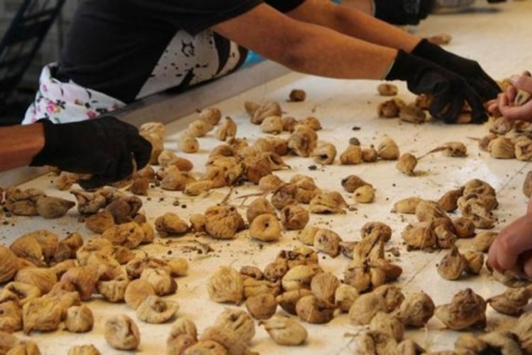 89 milyon dolarlık kuru incir ihracatı!
