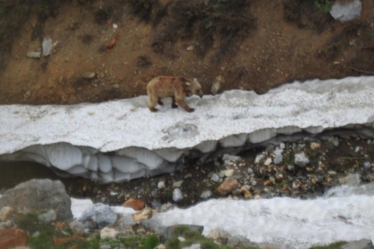 Erzincan'da ayıların kış uykusu bir t&uuml;rl&uuml; başlamadı