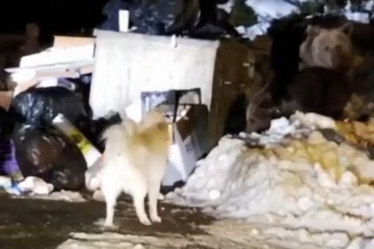 Uludağ'ın 'Uyuyamayan' ayı ailesi kendilerini rahatsız eden k&ouml;peğe saldırdı