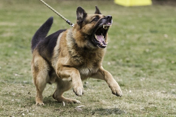 Rize'de 12 yaşındaki &ccedil;ocuk, k&ouml;pek saldırısına uğradı!