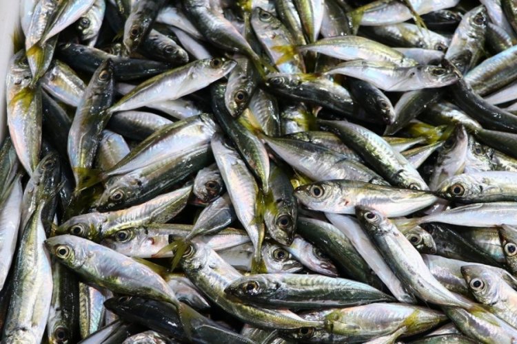 Balık&ccedil;ılar limana hamsi ve istavritle d&ouml;n&uuml;yor