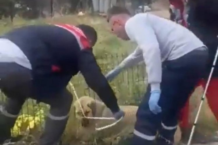 Ankara'da sokak k&ouml;peklerini toplayan ekibe tepki g&ouml;sterdiler