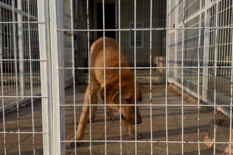 Tekirdağ'da k&ouml;peğine sopayla vurdu! Ş&uuml;phelinin gerek&ccedil;esi pes dedirtti
