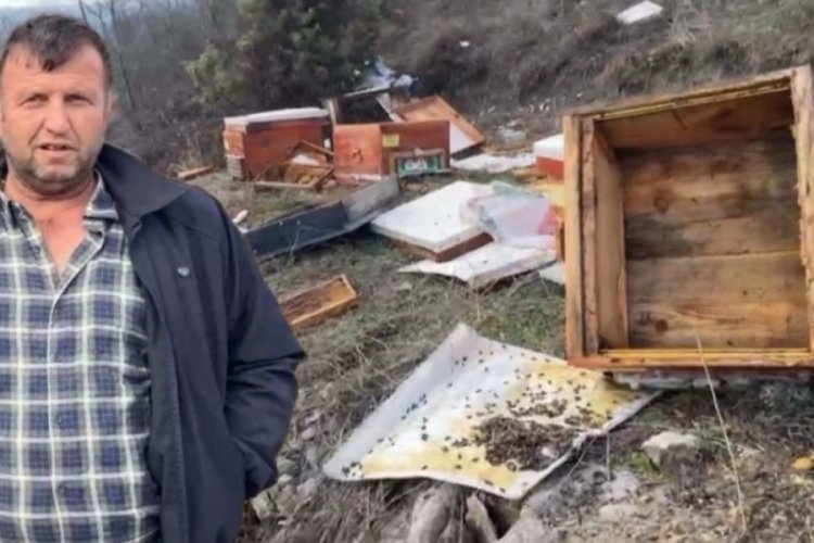 K&uuml;tahya'da ayılar 36 kovanı par&ccedil;aladı, arılar telef oldu