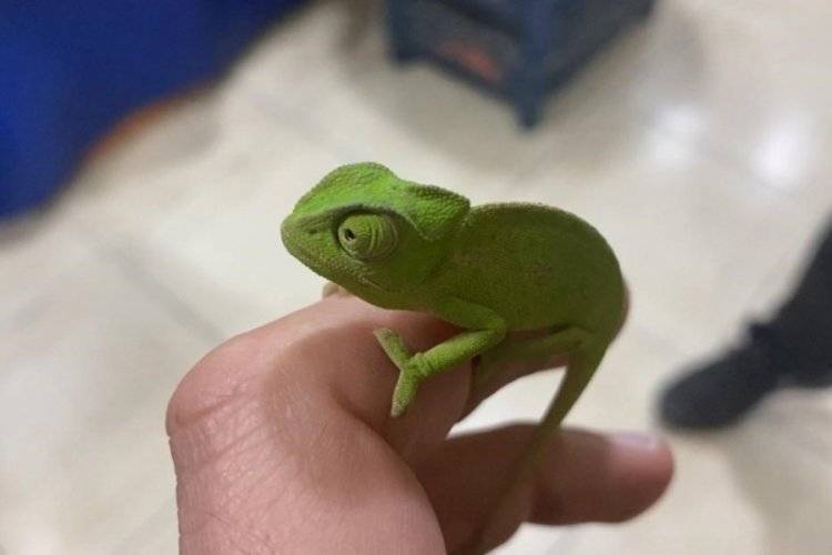 Mandalina kasasından bukalemun &ccedil;ıktı!