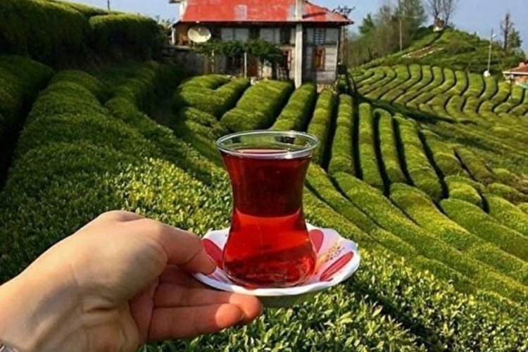 En fazla Bel&ccedil;ika talep g&ouml;sterdi! T&uuml;rk &ccedil;ayı ihracatı 23,6 milyon doları aştı