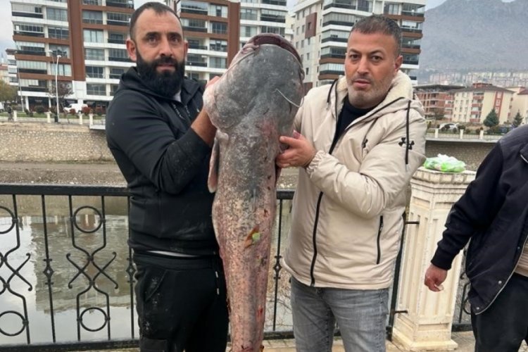 Amasya'da 1.5 metrelik dev balık!