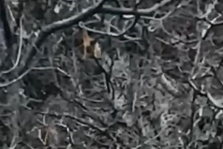 Tunceli'de kırmızı listede yer alan 2 vaşak g&ouml;r&uuml;nt&uuml;lendi