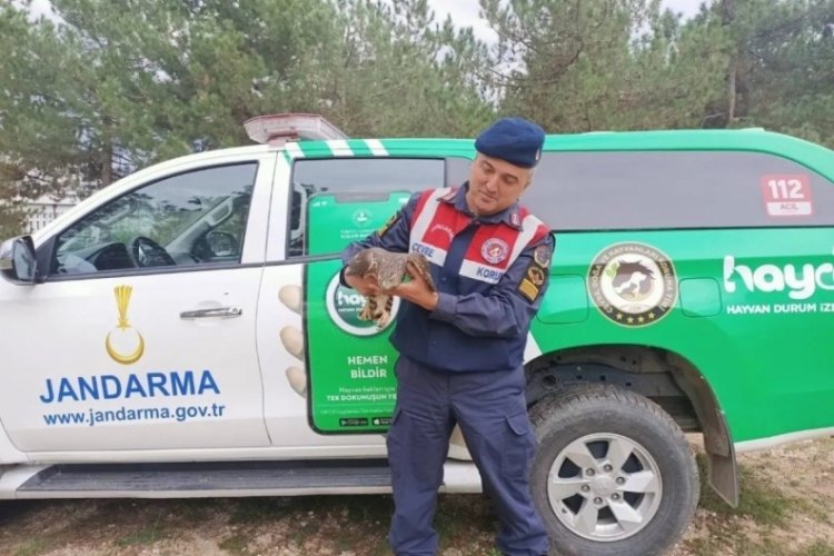 Bilecik'te Baykuş ve &ccedil;akır cinsi yaralı kuşlar tedavi altına alındı
