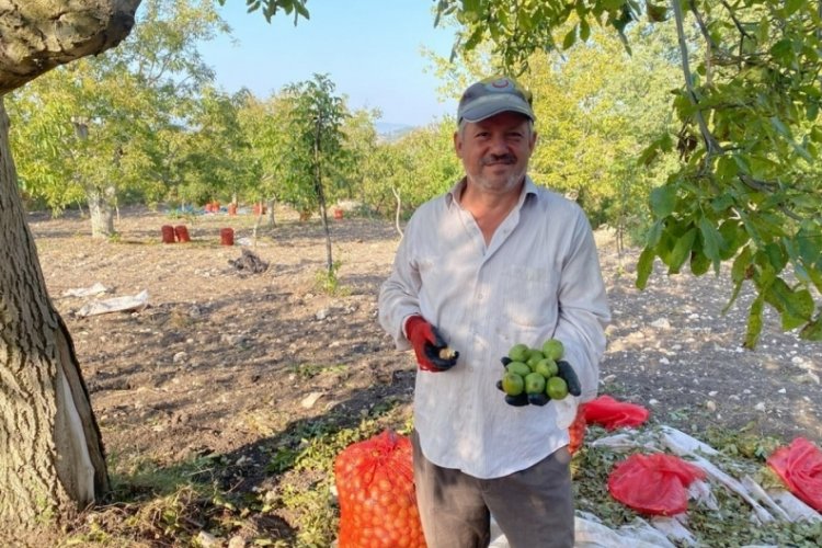 Bursalı toptancılar Bilecik'ten ceviz alıyor