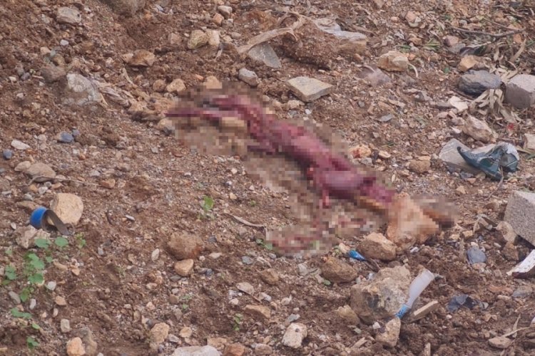 Muğla'da derisi y&uuml;z&uuml;lm&uuml;ş tilki bulundu!