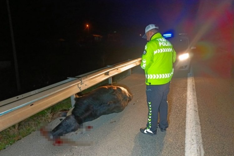 Bursa'da otomobil yola fırlayan mandaya &ccedil;arptı