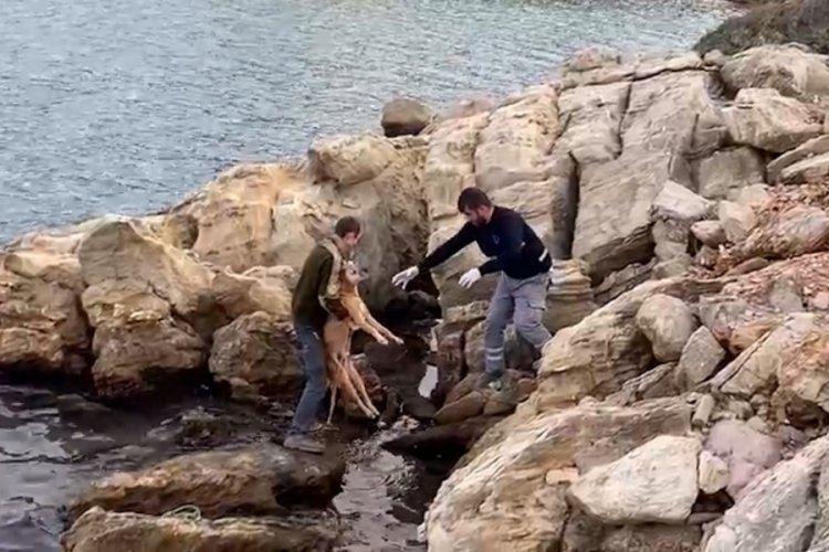 Muğla'da denize d&uuml;şen k&ouml;pek kurtarıldı