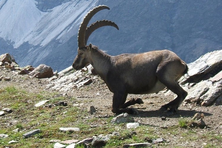 Kazan dairesinde mahsur kalan yaban ke&ccedil;isini binadakiler kurtardı!