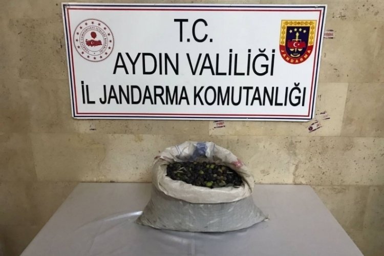 Aydın'da zeytin &ccedil;alarken yakalandılar