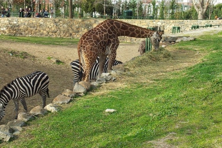 Bursa'da Hayvanat Bah&ccedil;esi'ne zam!