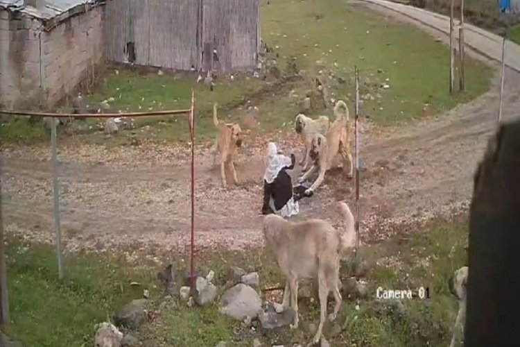 Muş'ta sokak k&ouml;peklerinin saldırısına uğrayan kadını komşuları kurtardı!