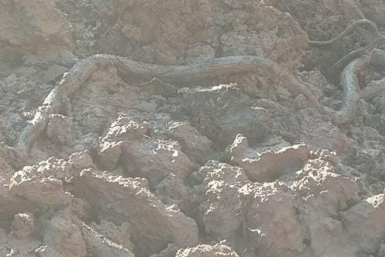 Elazığ'da dev yılan paniği!