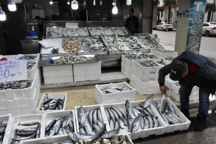 Sinop'ta palamudun avı başladı tanesi 200 liradan satışa sunuldu