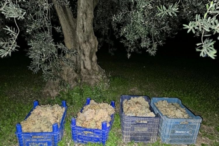 Bursa'da zeytin ve &uuml;z&uuml;m hırsızları jandarmaya yakalandı!