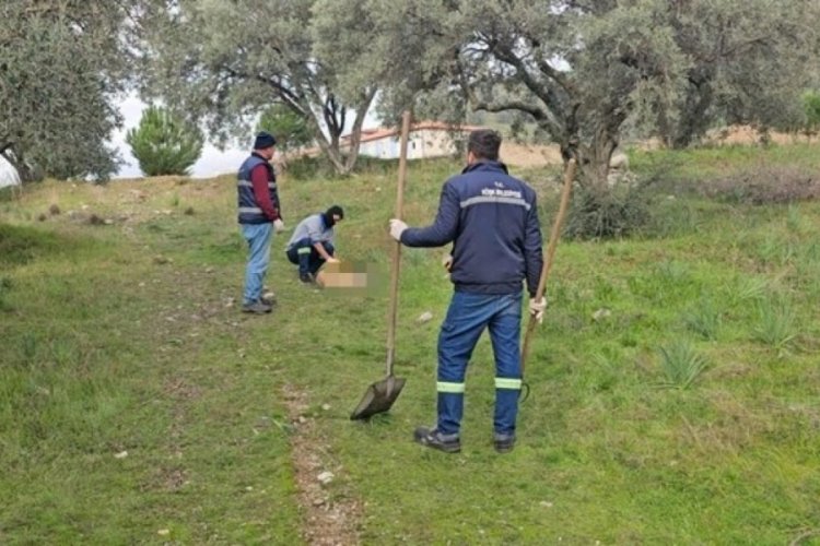 Aydın'da onlarca k&ouml;pek telef olmuş halde bulundu