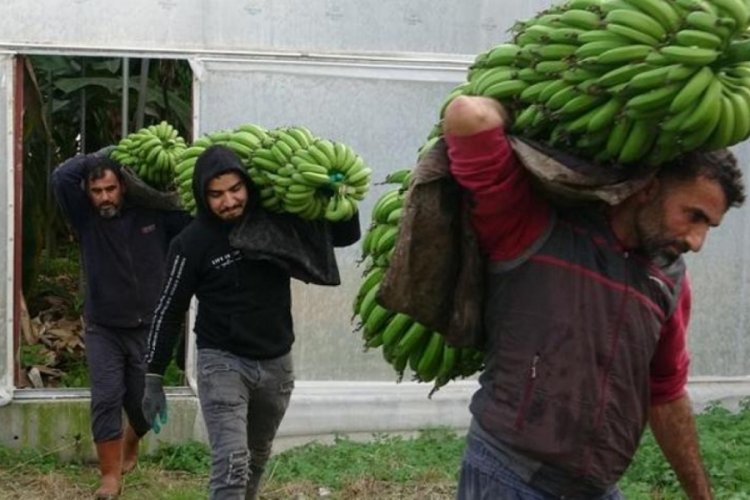 Muzda hasat sezonu başladı! Markette 30 TL bah&ccedil;ede 16 TL
