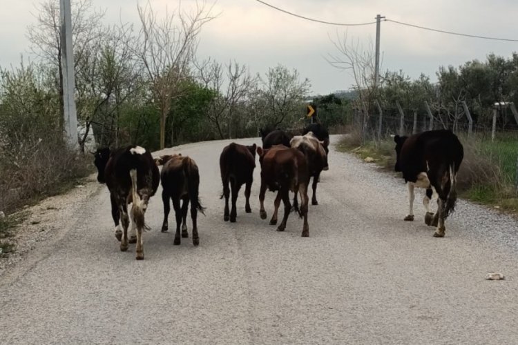 Başı boş bırakılan b&uuml;y&uuml;k baş hayvanlar tarım &uuml;r&uuml;nlerine zarar veriyor, trafiği tehlikeye atıyor