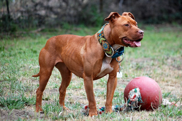 İstanbul'da &ccedil;ocuklara saldıran pitbull, apartmanı birbirine kattı!