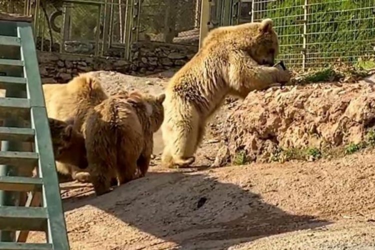 Su havuzuna d&uuml;şen dronu boz ayı kurtardı