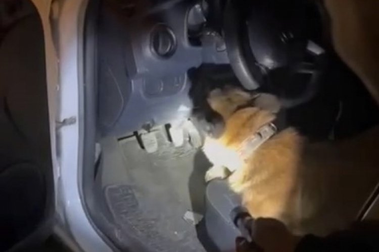 Narkotik k&ouml;peği Cash saklanan uyuşturucuyu buldu